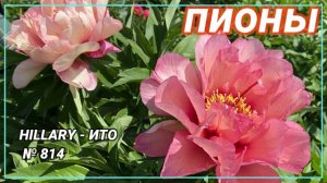 Полумахровый ИТО-пион Hillary / Сад Ворошиловой