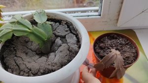 05-11-2025 декабрист зацветает