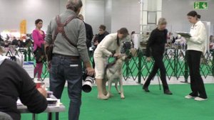 Витязь Николь