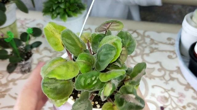 Размножение фиалок пасынками. смотреть онлайн