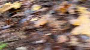 Нашел большой крест в лесу