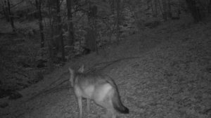 Видео фото ловушки