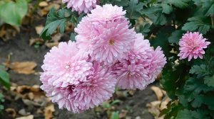 05=11=2025  уни  ПВН   (13)