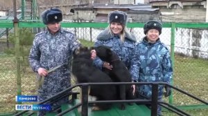 Пять щенков с племенного питомника ГУФСИН Кузбасса отправились служить в Алтайский край