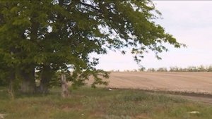 Ставропольским аграриям компенсируют затраты на создание лесополос