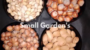 Семена орехов: Фундук Трапезунд; Каталонский; Медвежий орех. Фисташка, Миндаль Грецкий орех Идеал