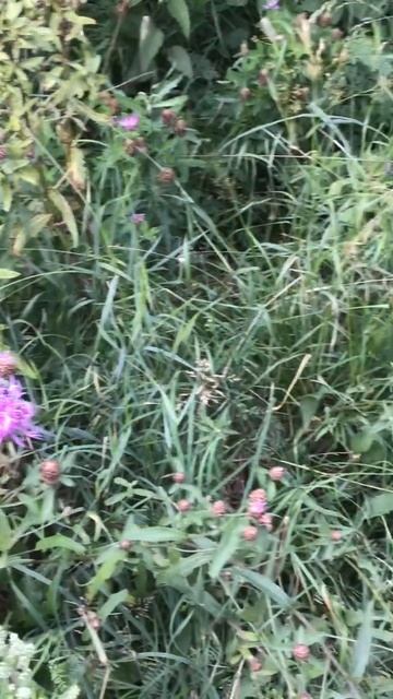 Ленобласть. Хвойное. 12.07.2024. Растение- василек луговой, многоцветие, полуоткрыты ранним утром