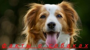 15 ИНТЕРЕСНЫХ ФАКТОВ О СОБАКАХ, КОТОРЫЕ ВЫ НЕ СЛЫШАЛИ!