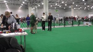 Моншер Вирсаль Исландия