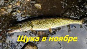 КАК ЛОВИТЬ ЩУКУ в НОЯБРЕ? НАЖИВКИ и СНАСТИ для ЛОВЛИ ЩУКИ! МЕСТА и ВРЕМЯ для РЫБАЛКИ