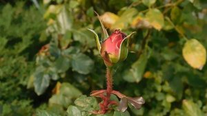 05=11=2025  уни  ПВН   (20)