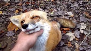 Лисица играет со своим хозяином