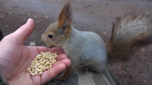 Кормлю белок. Небольшая зарисовка