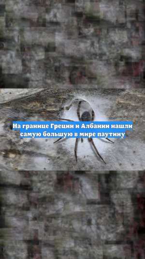 На границе Греции и Албании нашли самую большую в мире паутину