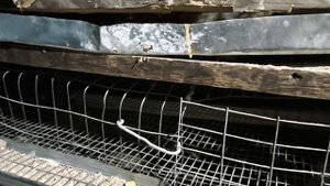 Наше ХОЗЯЙСТВО!))). Петя обрезкой занимается. А у меня ДАВЛЕНИЕ!!!!!!! (((((((.