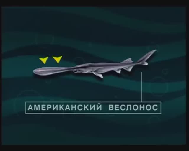 Какие виды из отряда Осетрообразные (Acipenseriformes) наиболее популярные объекты аквакультуры ?