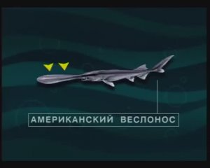 Какие виды из отряда Осетрообразные (Acipenseriformes) наиболее популярные объекты аквакультуры ?