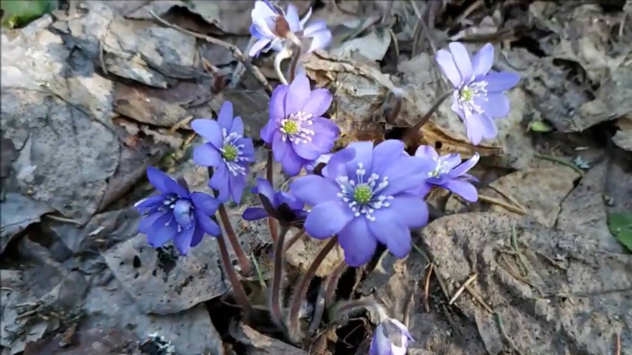 АРХИВ. Коп по хуторам начала 20-го столетия.