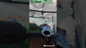 Результат посева семян орхидеи.