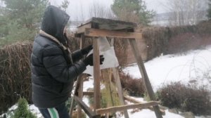 В саду строим сооружения для лиственницы Пулли! Притуживаем хвойные и укореняем 100%!