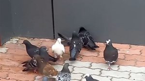 бедный голубь 😂