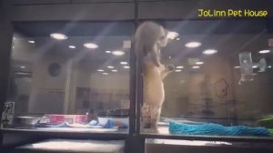 Котёнок совершил побег, что поиграть с щенком - 2016 год