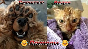 Смешные видео приколы|Юмор и Приколы.