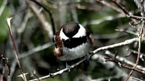 Звуки природы для успокоения. Птицы. Буроголовая гаичка на опушке леса