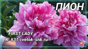 Темно-розовый пион First Lady / Сад Ворошиловой