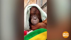 Одеяло для орангутанга. Доброе утро. Фрагмент выпуска от 05.11.2025