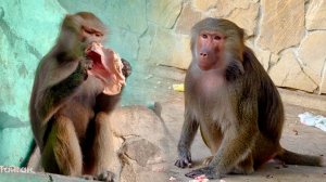 Повзрослела Люся, поменяла тряпки на мясо! От Лиды прыти никто не ожидал! Шурик у макак озверел!