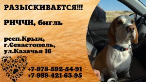 Пропала собака! РИЧЧИ, бигль. респ.Крым, г.Севастополь.