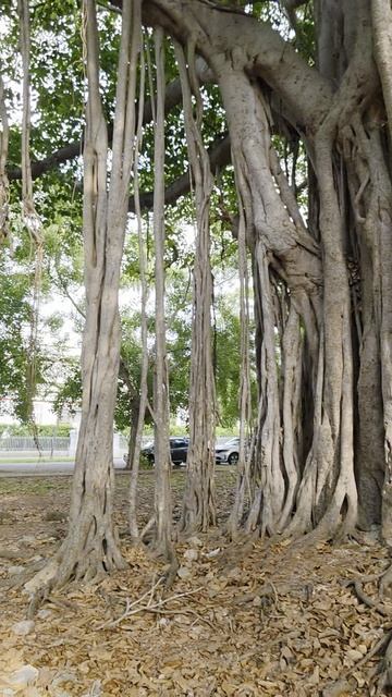 Кубинское дерево, корни как лианы, Гавана