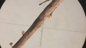 ГТРК Воронеж. Ясени в Воронеже оказались под угрозой полного исчезновения