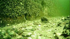 1000004325.mp4Волга гл.5м.05.11.2025г.