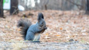 В Рудничном бору волонтеры вновь провели субботник – прямо у входа, справа от центральной аллеи