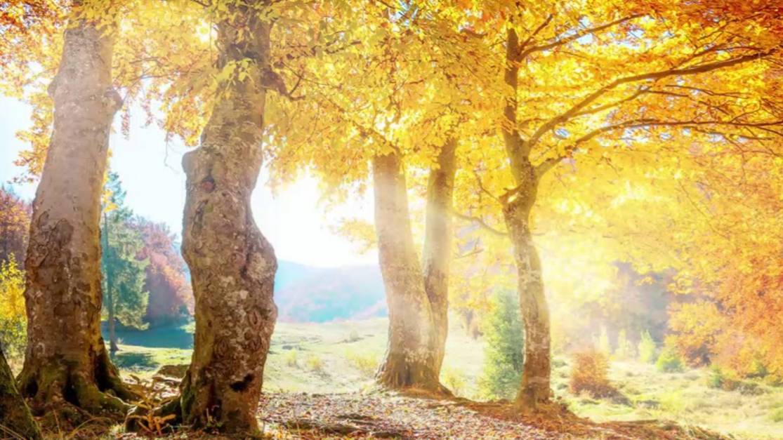 Как рисовать деревья, свет: золотая осень смотреть онлайн