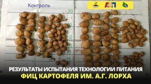 Испытания удобрений в ФИЦ картофеля им. Лорха - Черный Жемчуг и Белый Жемчуг увеличивают урожайность