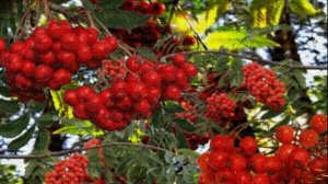 Осень в конверте