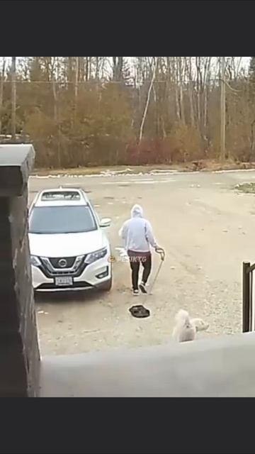 Прикол Прогулка ещё даже не началась, а собака уже потерялась😂