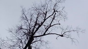 Не болит голова у дятла