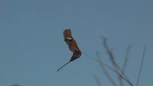 Доминутки. Осень...