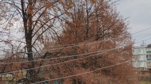 05-11-2025 за окном золотая осень