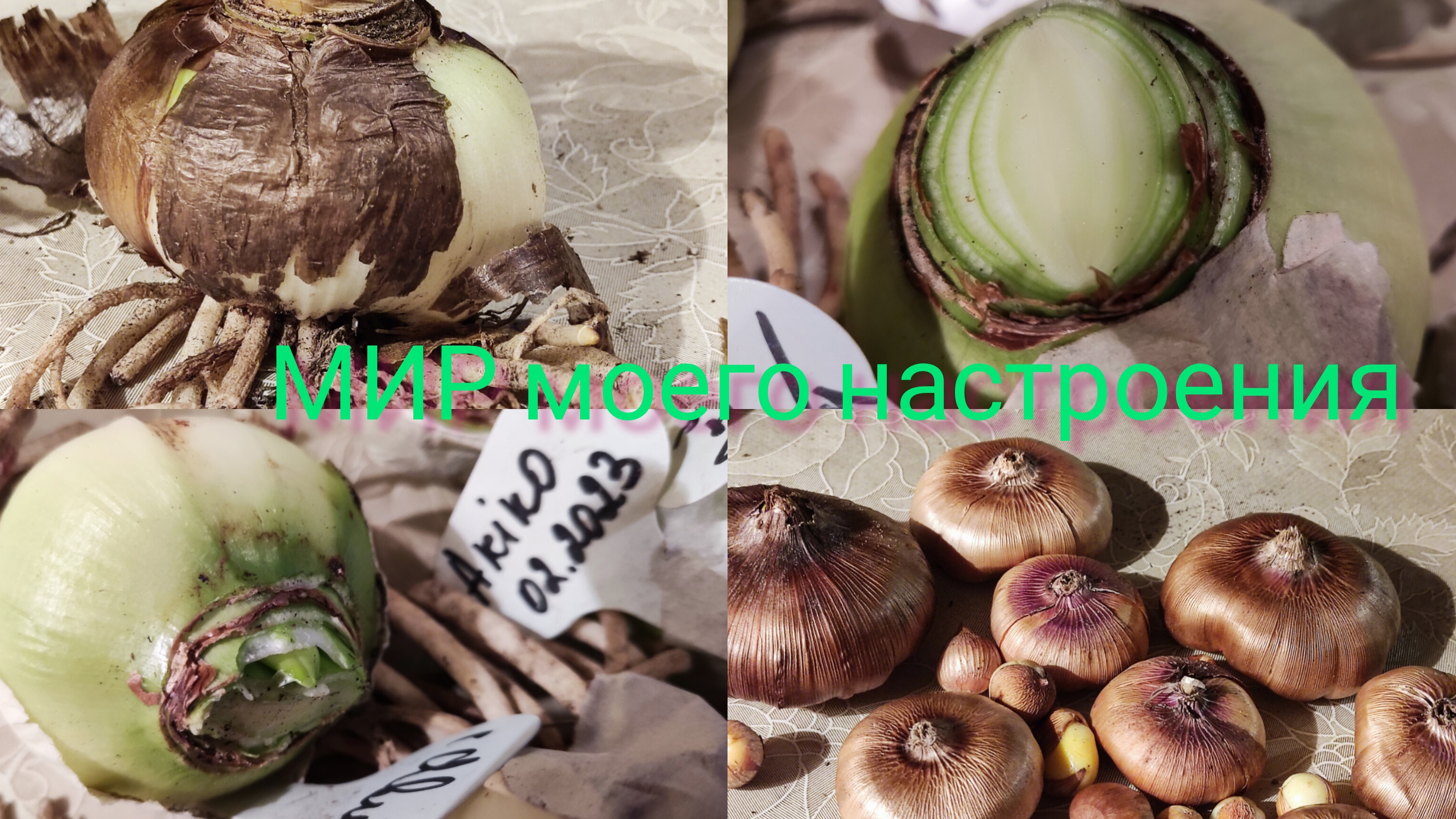 03.11.25 Гиппеаструмы отправляю на хранение,часть 1