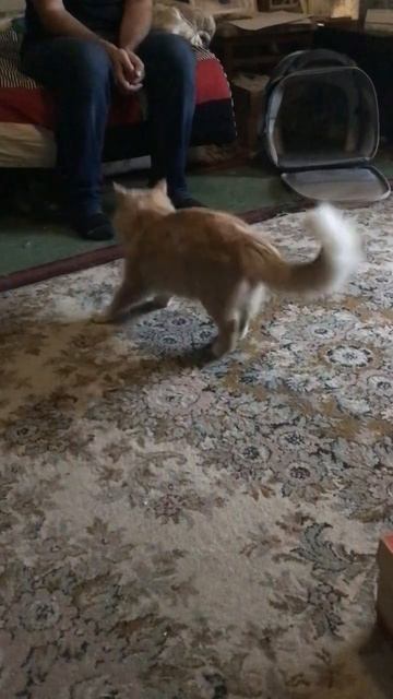 Санкт -Петербург. 04.11.2025. В гостях у котенка Персика -Тортик. Игры мальчишек. Эпизод 8