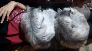 Между сын Кошкой ×2 🐈😅👍