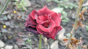 04=11=2025  ник  ПВН  КРАСНОДАР  (66)