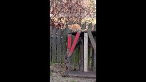 Собака. Кот. Том и Фокс