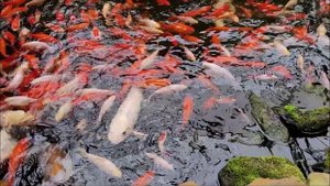 тропический сад