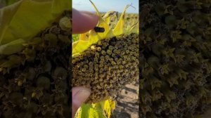 Применение фунгицида Ланцея® на подсолнечнике